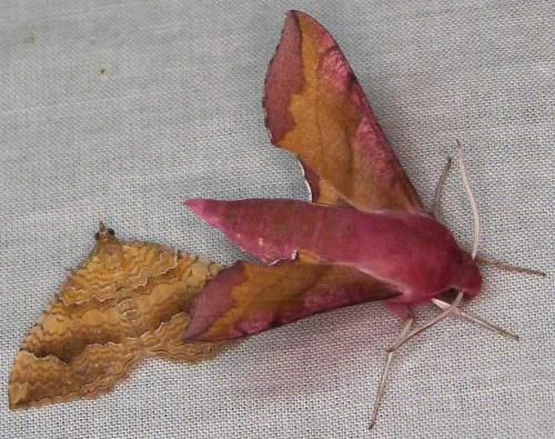 Réf. 244 372 : Deilephila porcellus